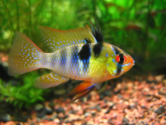 5 Most Non-Aggressive Cichlids • Land of Fish