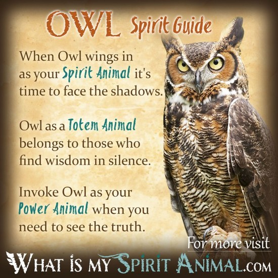 Who’s Watching Who? Owl Symbolism & Meaning – Dare To Be ...