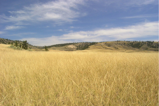 Cariboo-Chilcotin Grasslands | Okanagan Okanogan