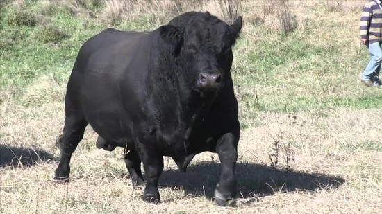 The Art of Breeding Cattle | Doovi