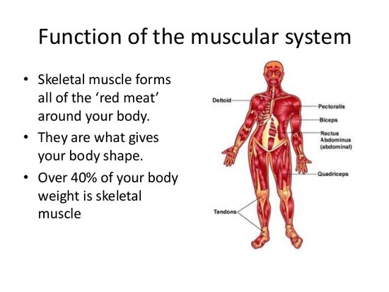 Muscular system lesson 1