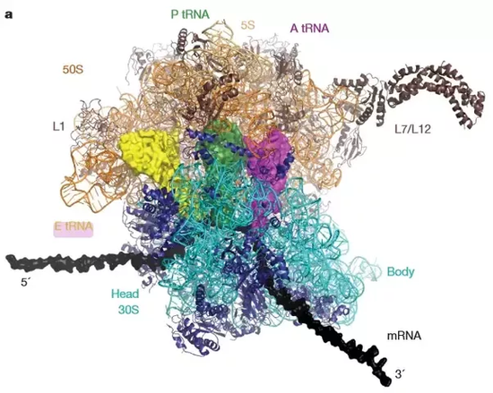 What do the A, P, E sites stand for in ribosomes? - Quora