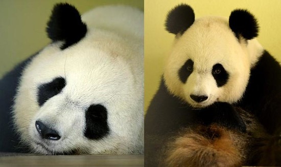 French Zoo Announces First Panda Pregnancy Ever! Giant ...