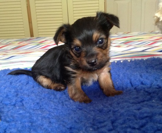Chihuahua Cross Yorkshire Terrier Puppies For Sale ...