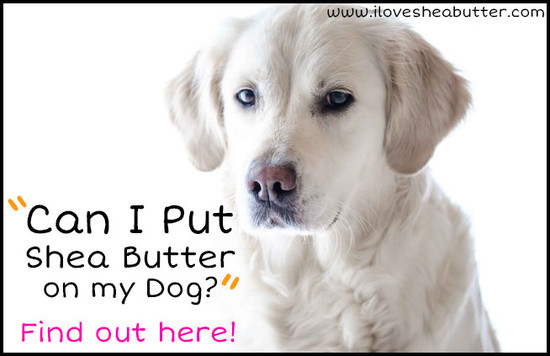 Can I Put Shea Butter on my Dog? - I Love Shea Butter