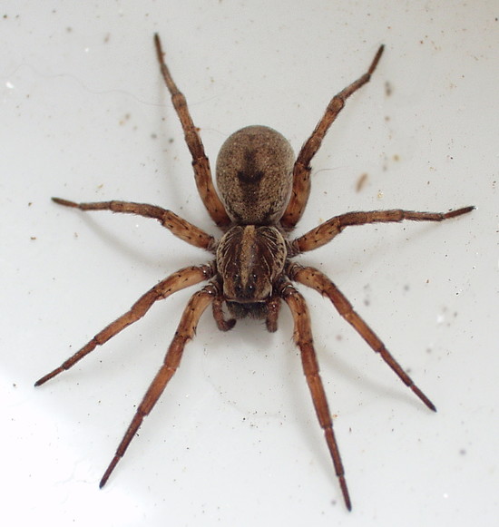 Wolf Spiders are poisonous but not lethal | Harmon and Sons