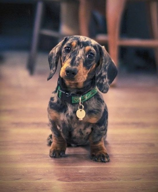 Top 5 Dog breeds that don't Shed | luv my doxies ...