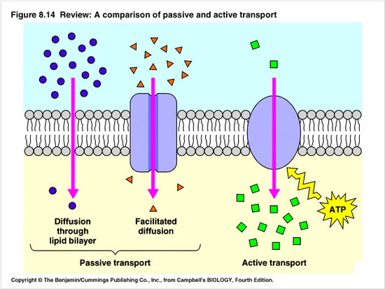 Cell Transport - ninth Grade Biology