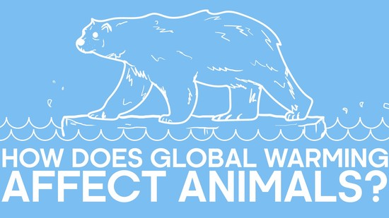 How Does Global Warming Affect Animals? | Earth Unplugged ...