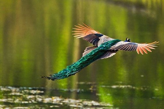 Can peacocks fly? - Quora