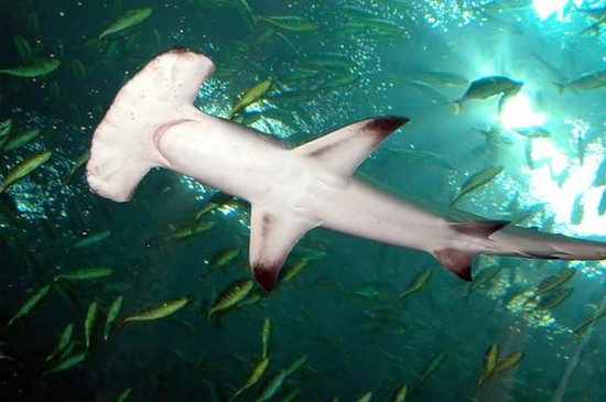 How Hammerhead Sharks Evolved