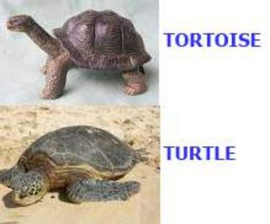 what the difference between a tortoise and a turtle ...