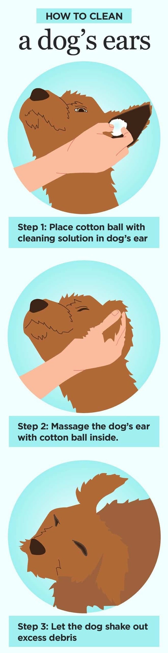 How to Clean Dogs’ Ears: Step by Step Instructions for ...