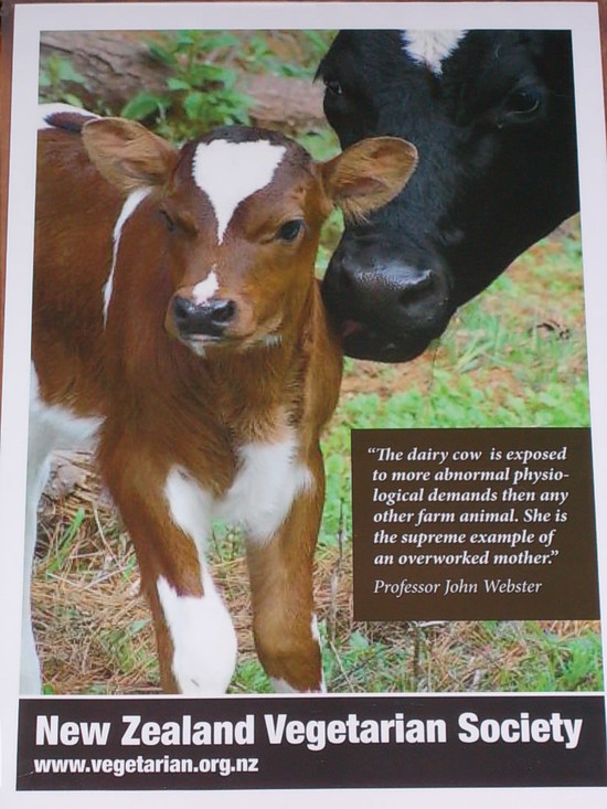 Animal Poster (Cow) « Vegetarian Christchurch