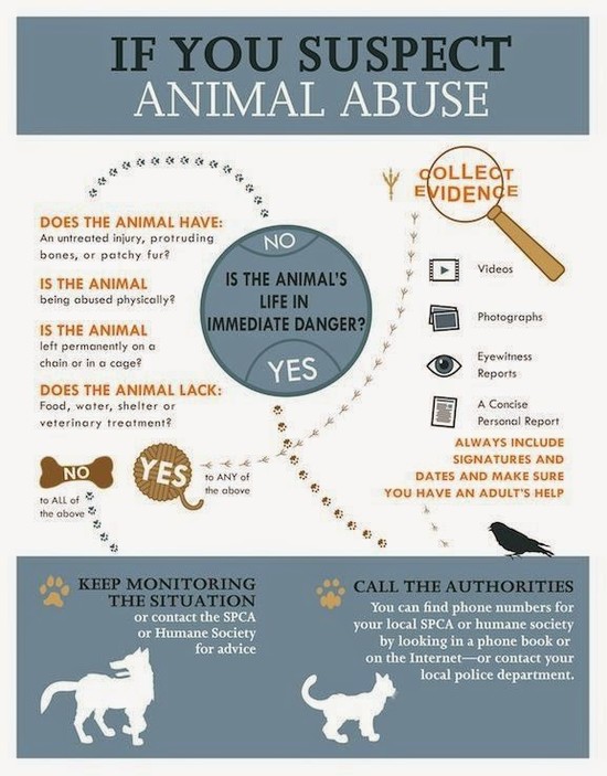 Caim Animal Rescue Network: Animal abuse :: What to do