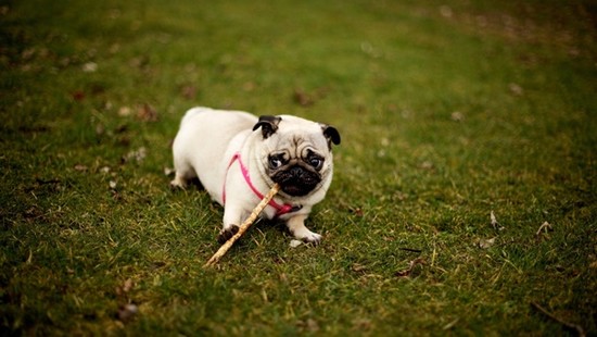 40 Adorable and Cute Pug Dog Pictures