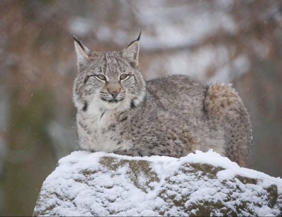Should wild lynx be reintroduced to Britain? The public ...