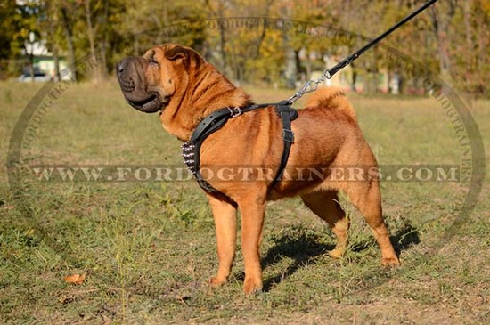 Shar Pei Dog Breed standard : Dog harness , Dog collar ...