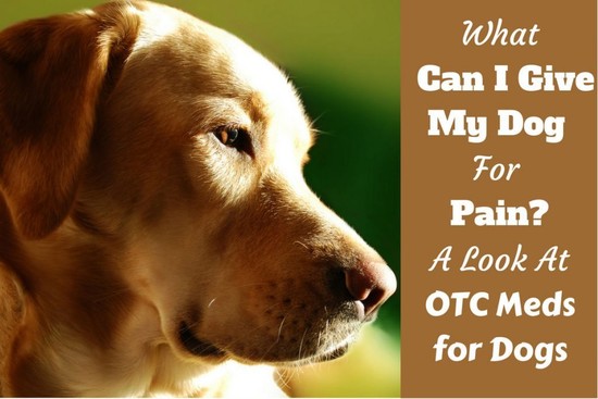 What Can I Give My Dog for Pain? OTC Pain Medications for Dogs