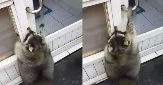 This raccoon trying to open a door is all of us after a ...