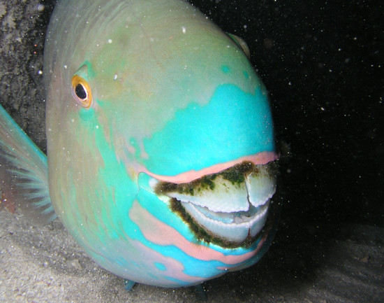 A Magical Journey: This Goofy Fish Poops Out White-Sand ...