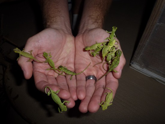 the adventures of US: Our Baby South Florida Chameleons