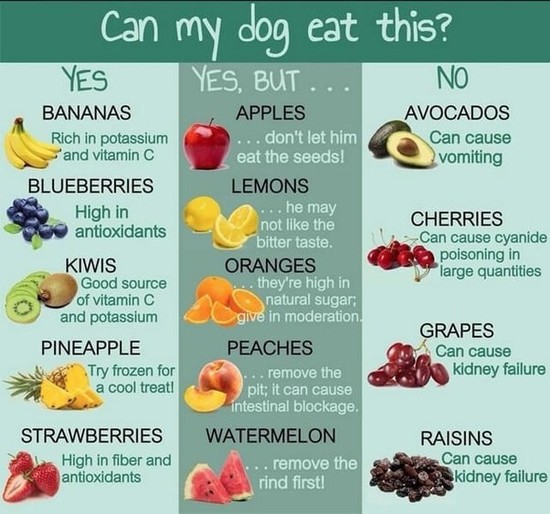 What would happen if a dog ate dried fruits? - Quora