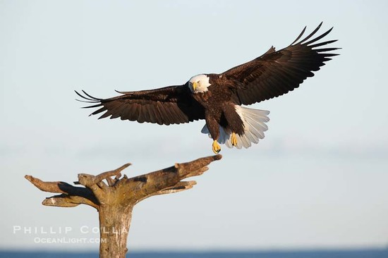 Bald Eagle Photo, Stock Photograph of a Bald Eagle ...