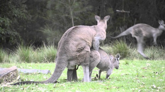 Related Keywords & Suggestions for kangaroo breeding