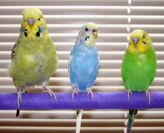 How long do parakeets live in captivity compared to in the ...