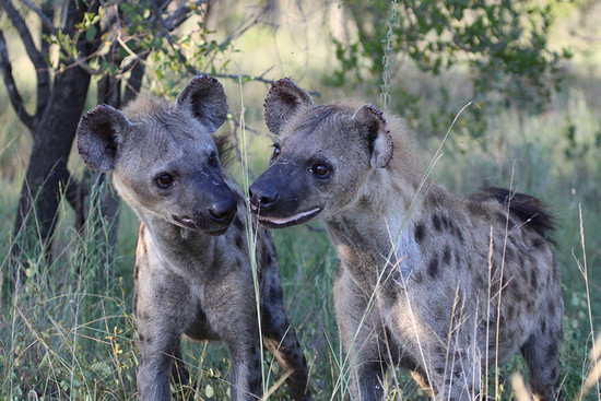 Why Do Hyenas Laugh? | Wonderopolis
