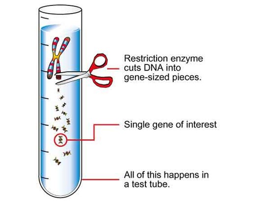 Dna Restriction Enzymes; Restriction Endonucleases