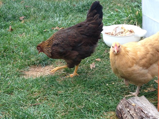 Odd behavior in one of my chickens. Sick?