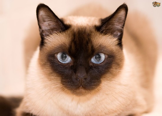 An introduction to the various Thai cat breeds | Pets4Homes
