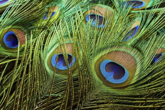 Are Peacock Feathers Bad Luck? - OneHowto