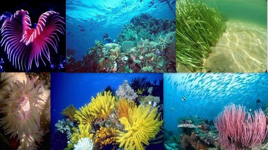 Marine Biome: Plants | Marine Biom