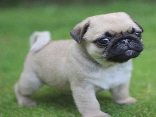 Pug Dog Manufacturers, Suppliers & Dealers In Hyderabad ...