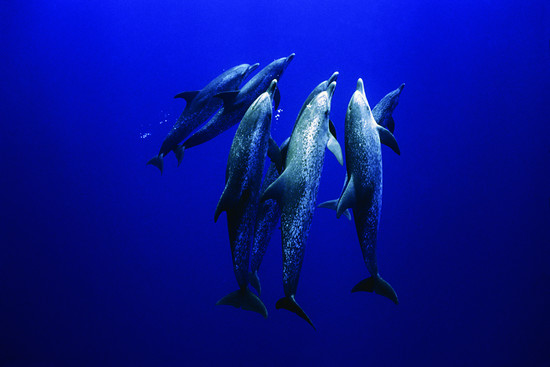 15 Fun Facts About Dolphins