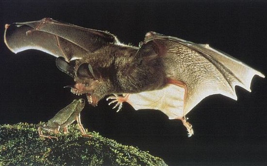 Vampire Bat | Animal Wildlife
