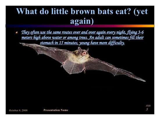 Little brown bats by Thea