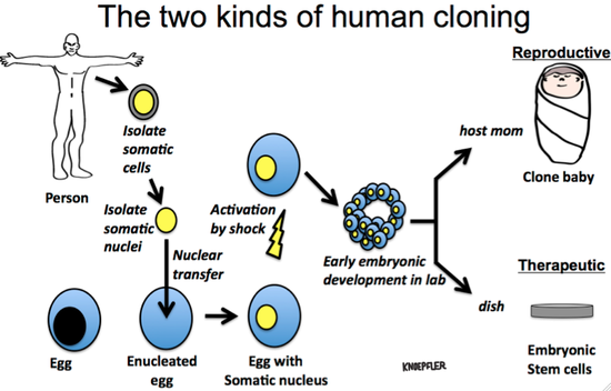 Human cloning successfully makes embryonic stem cells ...