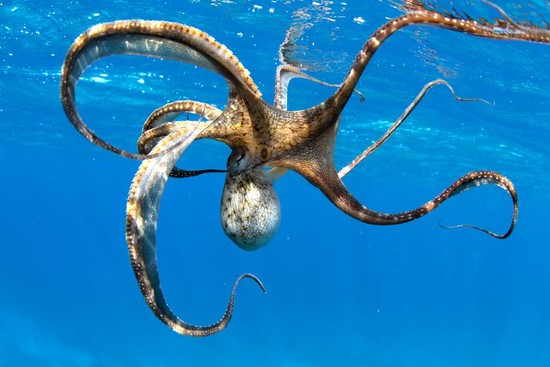 Is the plural of octopus 'octopi' or 'octopuses'? | MNN ...