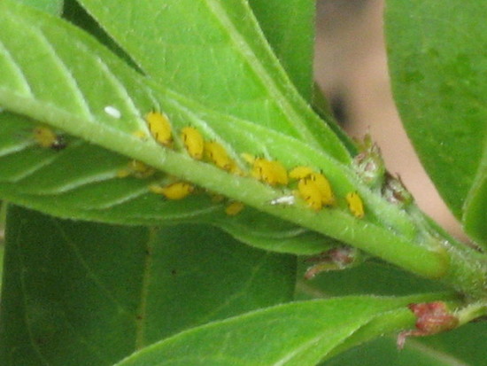 Monarch Butterfly Eggs On Leaves : 6 Monarch Butterfly ...