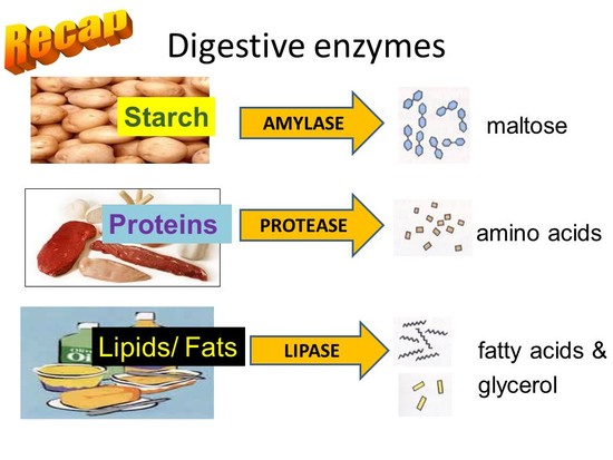 Digestive enzymes Recap Starch Proteins Lipids/ Fats ...