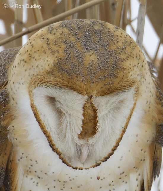 Barn Owl Facial Disc Manipulation And The Colors Beneath ...