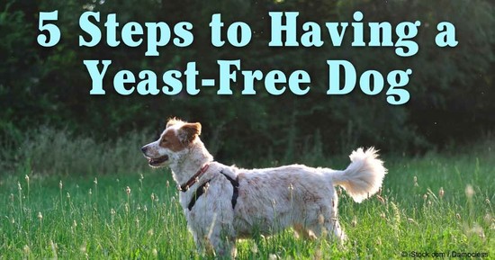 Learn what causes a dog yeast infection, how to spot yeast ...