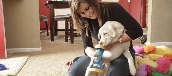 KU student invents device to clean pups' paws / LJWorld.com
