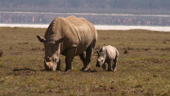 What is a baby rhino called? | Reference.com