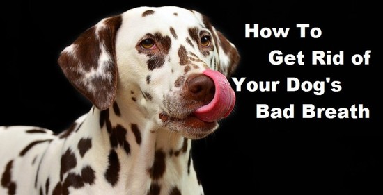 A Treat to Help Your Dog's Bad Breath | PetHelpful