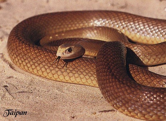 Top 10 Deadliest Snakes in the World